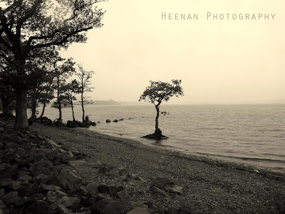 "Lone Tree Lomond" by Heenan Photography