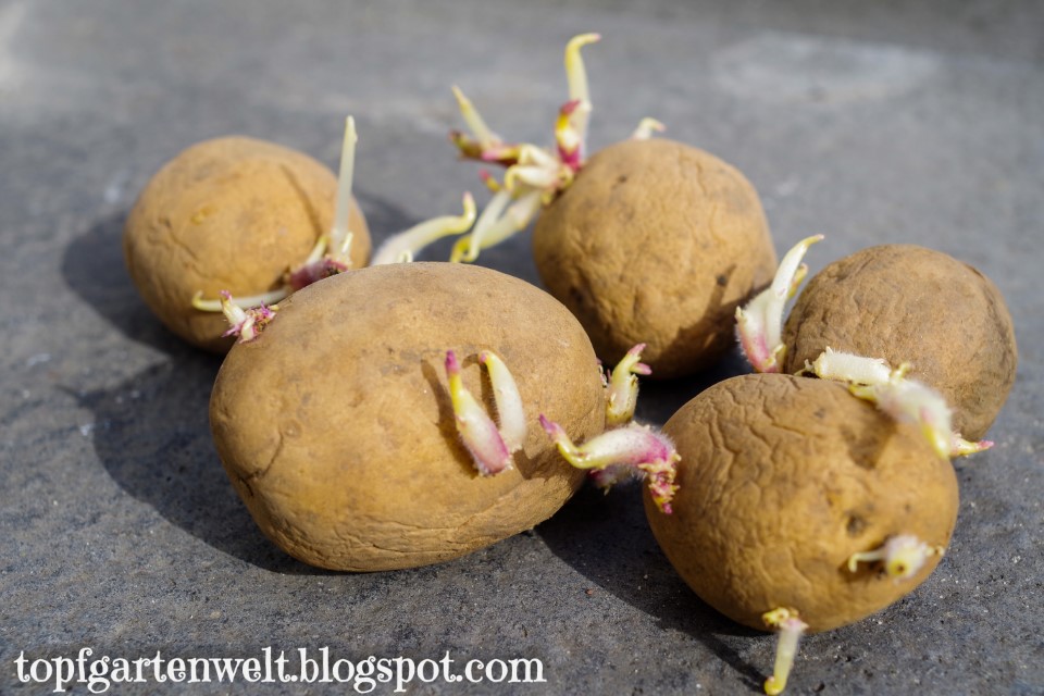 Kartoffeln im Topf anpflanzen Anleitung für Balkon, Terrasse und
