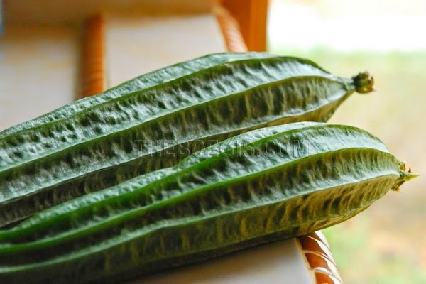 Benefits of Young Fruit (Gambas) for Body Health Benefits of Young Fruit (Gambas) for Body Health