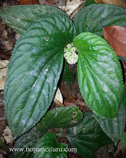 Pentaphragma begoniifolium, Kidney Plant