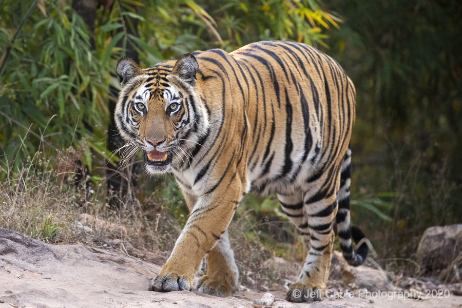 Jeff Cable's Blog On the hunt for wild tigers in India