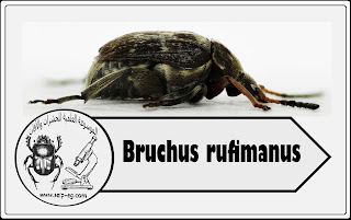 خنفساء الفول الكبيرة Bruchus rufimanus 