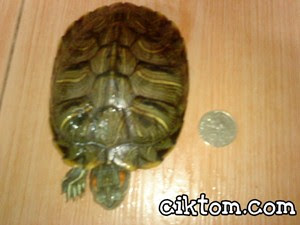 Kura-kura kesayangan