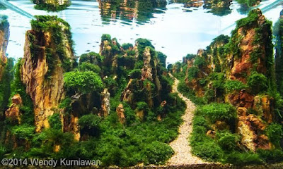 Jika Anda memiliki hobi aquascape, maka Anda harus tahu berapa harga silika. Berapa harga silika di ADY WATER ya? Jika Anda memiliki hobi aquascape, maka Anda harus tahu berapa harga silika. Berapa harga silika di ADY WATER ya?