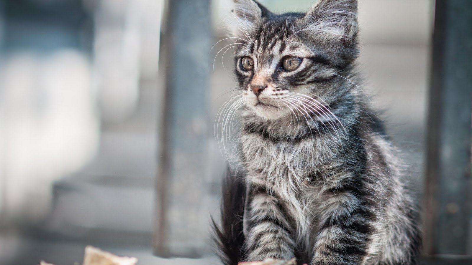 Kaliteli HD Resimler HD Wallpaper Hayvan Resimleri Kedi Resimleri