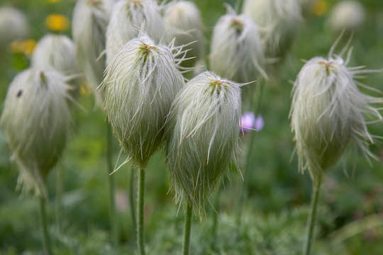 Siyeh Pass Trail western anemone or western pasqueflower