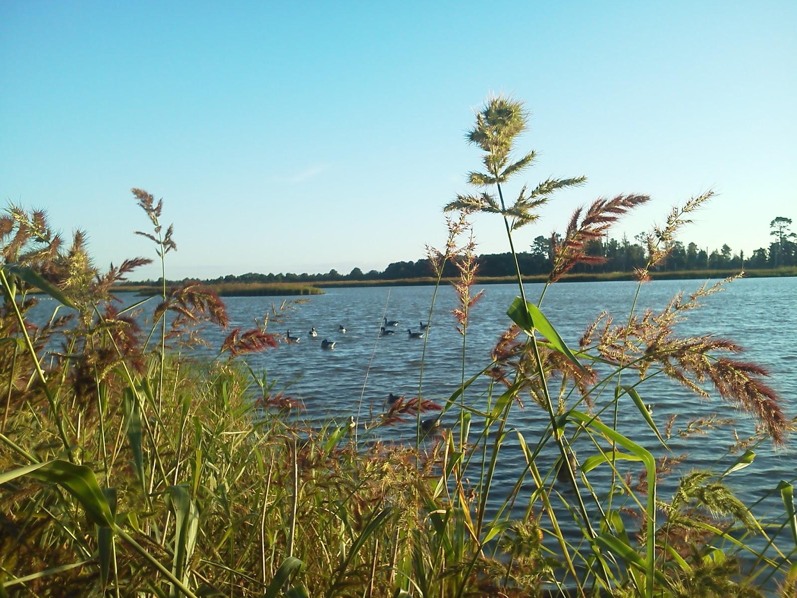 Fishing, Hunting, and Life on the Chesapeake Bay: Hog Island hunt Wednesday