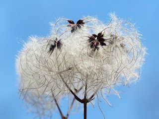 scientist name of cotton tree