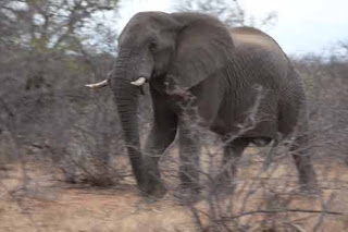 Elephant Running Balule Nature Reserve