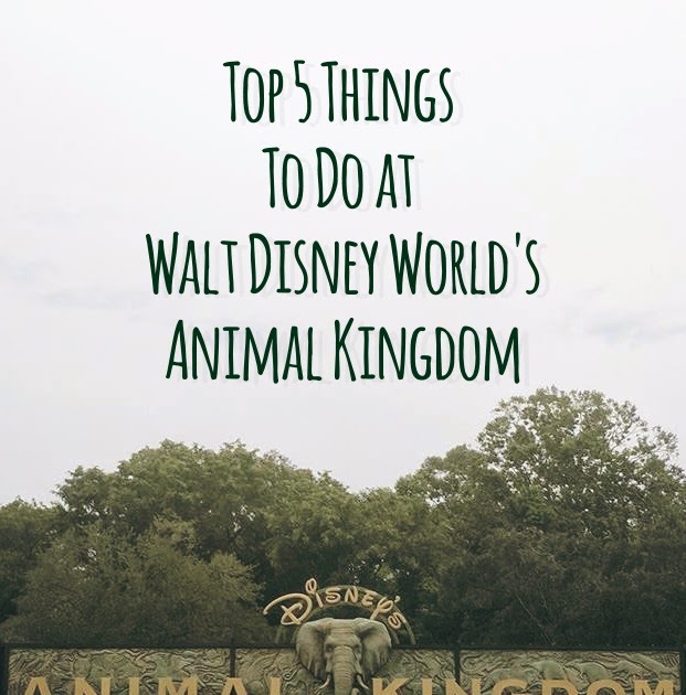 Top 5 Things To Do at Animal Kingdom