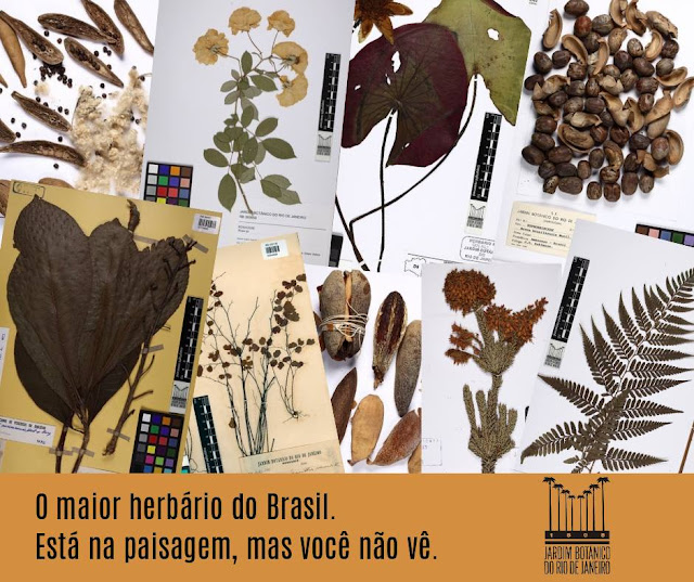Viagens aos Pães de Açúcar "Trips to Sugar Loaves" Herbário RB Jardim Botânico do Rio de