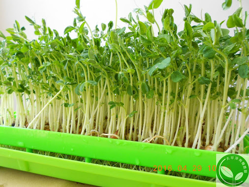 有機芽菜芽菜種子芽菜機芽菜箱水耕盤 小豆苗是什麼豆 可採室內土耕或水耕 且非常容易栽種