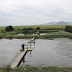 Lagunas de oxidación vierten aguas servidas en acequias de Chocope