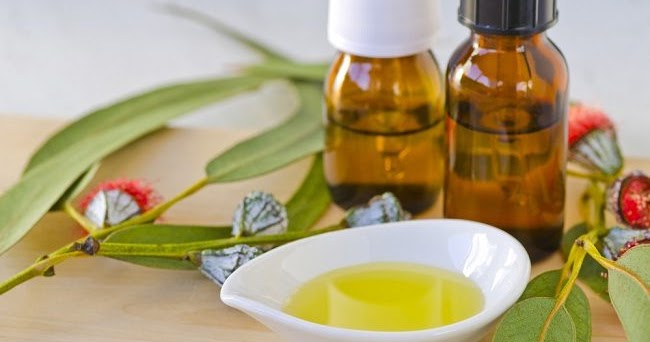 Farmakognosi: Oleum Eucalypti