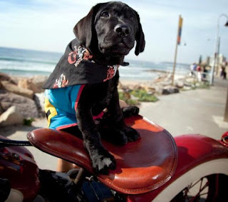 Assistance Dogs black Labrador Puppy on the back of Harley Davidson motorbike