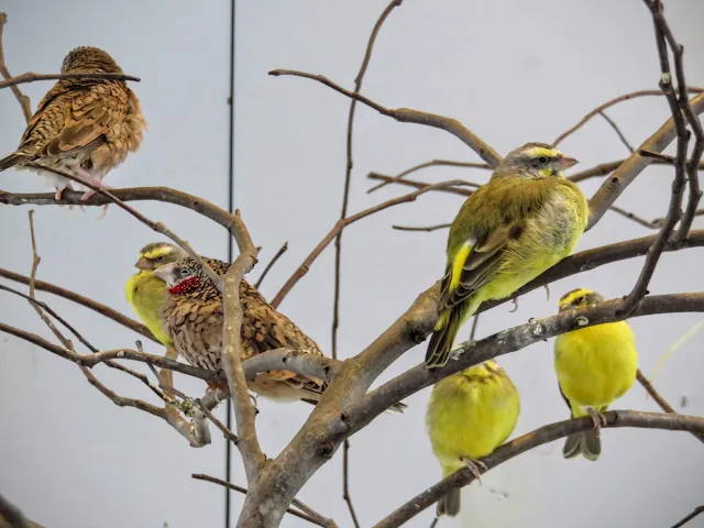 Pittsburgh Birds: Grassland birds at Pittsburgh's National Aviary