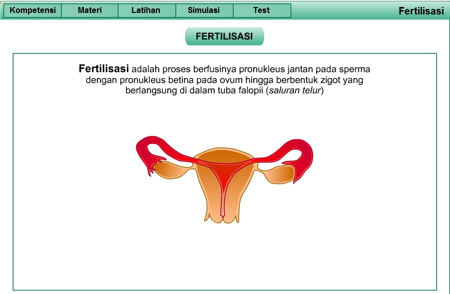 Materi tentang Fertilisasi dan Gestasi beserta contoh soal dan jawaban