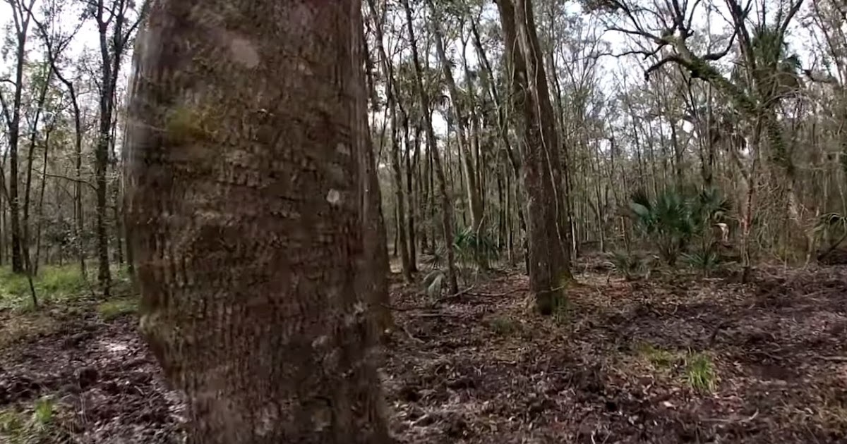 Skunk Ape Following Caught On Camera