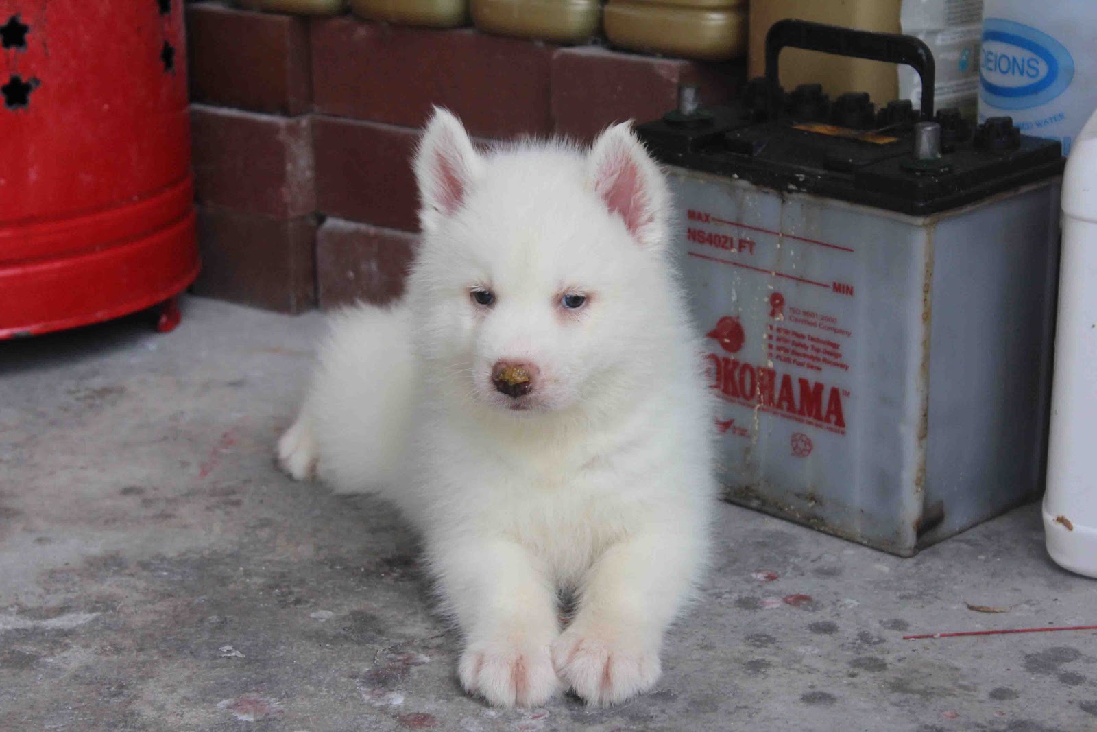 LovelyPuppy: Full White Siberian Husky Puppy
