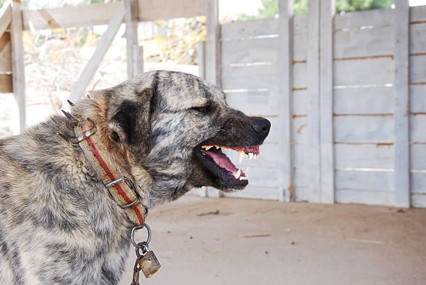 The Kangals dogs on the list of most dangerous dogs in the world.