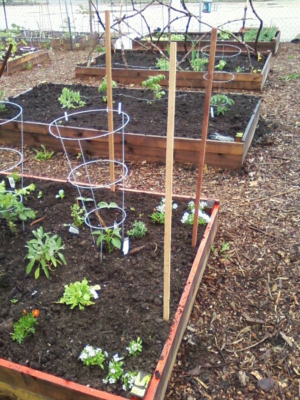 My 4X8 Building a rabbit proof fence (and a pea trellis)