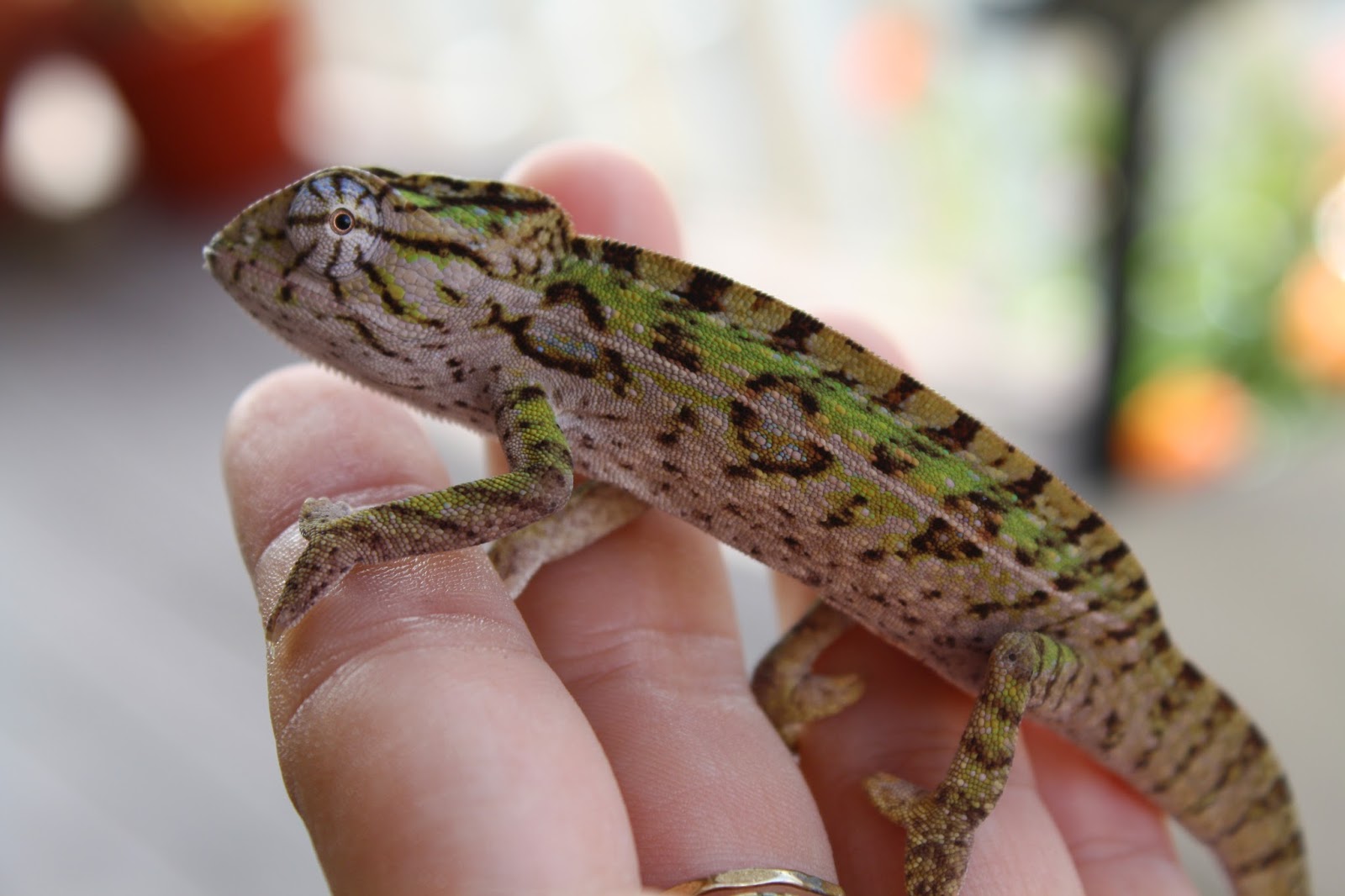 Can a Veiled Chameleon Live in a 20 Gallon Tank? Expert Insights