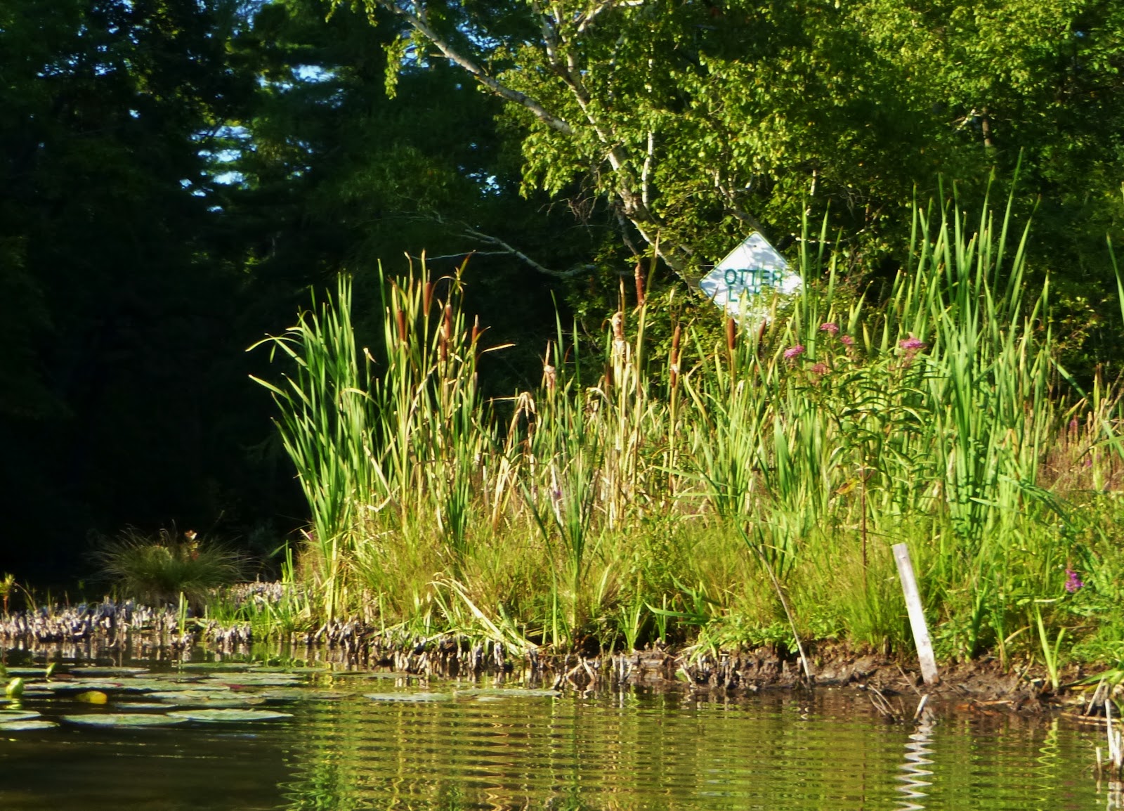 Kayaking Waupaca Area Waters Kayak Trip 49 Chain O' Lakes Taylor