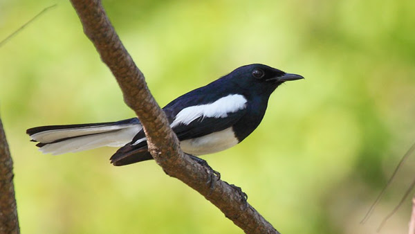 Merawat Kacer Bakalan Agar Cepat Gacor Berbagi Rawat