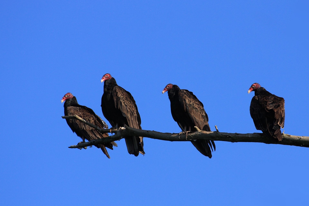 TURKEY VULTURE