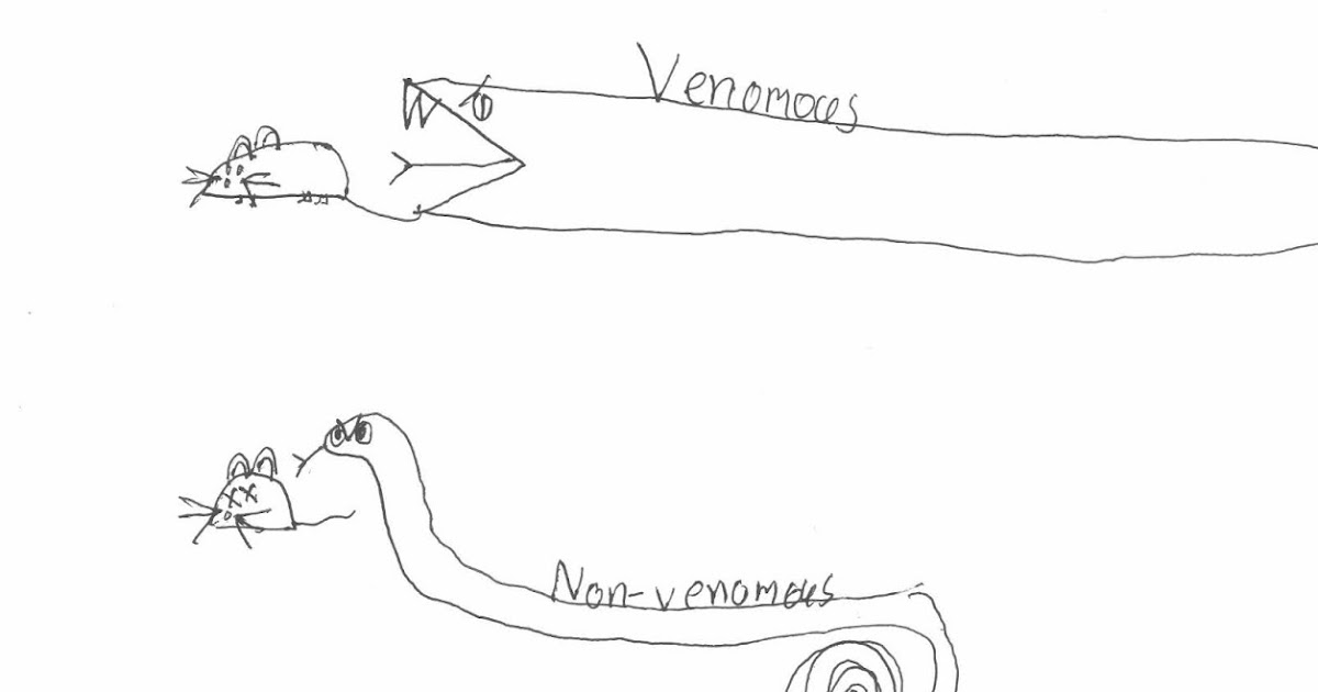 Words related to snakes picture