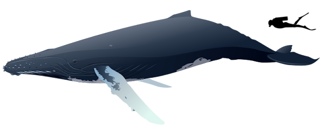 Kambur balina'nın ortalama bir insan ile orantısı.
