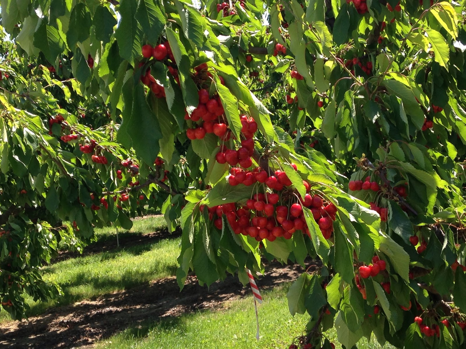 WSDA AgBriefs When cherry season looms, WSDA and industry go into prep
