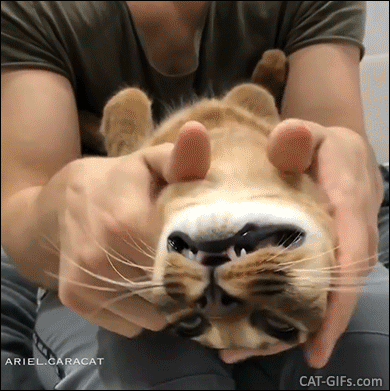 Funny Cat GIF • Strong face and ear massage on cat with upside down head She loves her daddy Funny Cat GIF • Strong face and ear massage on cat with upside down head She loves her daddy