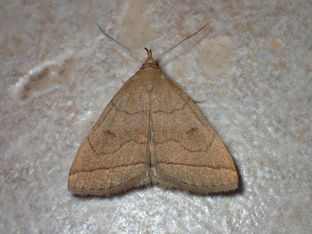 Herminia tarsipennalis Herminia tarsipennalis