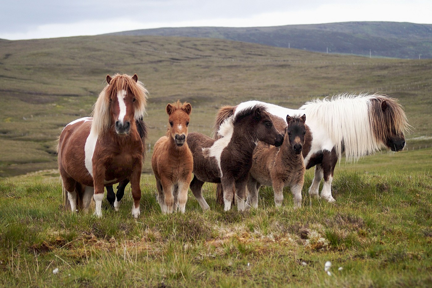Crines al viento helado: los ponis de Shetland e Islandia