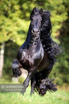 horse images