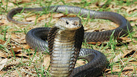 ular kobra