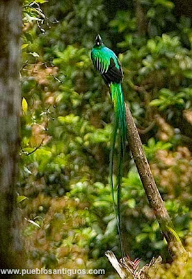   Pueblos Antiguos. Antropología, arqueología, historia, mitología y tradiciones del mundo. Foto: www.chicosanchez.com  El quetzal en la Reserva de la Biosfera El Triunfo  en la Sierra Madre de Chiapas. Pueblos Antiguos. Antropología, arqueología, historia, mitología y tradiciones del mundo. Foto: www.chicosanchez.com