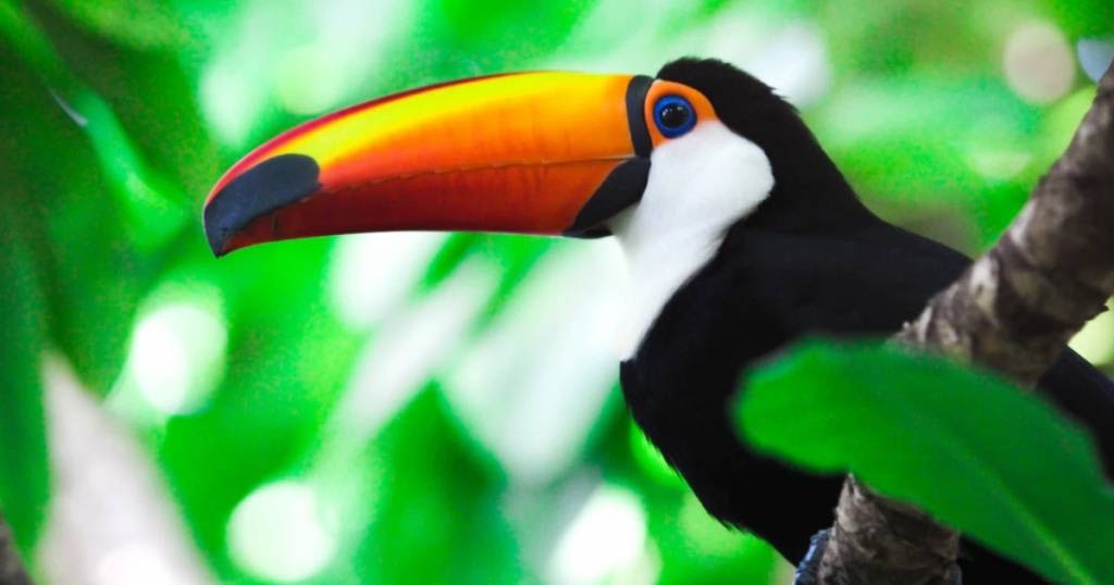 Costa Rica es el primer país del mundo en cerrar los zoológicos y libera a todos los animales - EL CLUB DE LOS LIBROS PERDIDOS