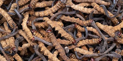 Cordyceps