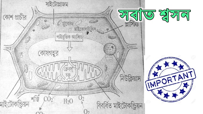 সবাত শ্বসন কাকে বলে ? সবাত শ্বসনের স্থান, গ্লাইকোলাইসিস বা EMP পথ