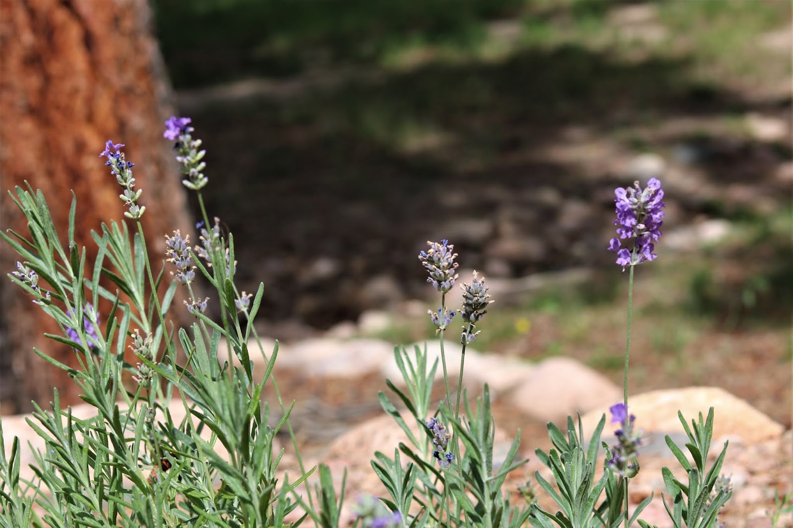 The Joy Of Flowers