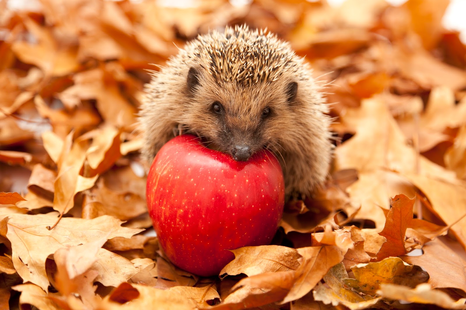 Der Museumsblog: Junge Igel im Herbst