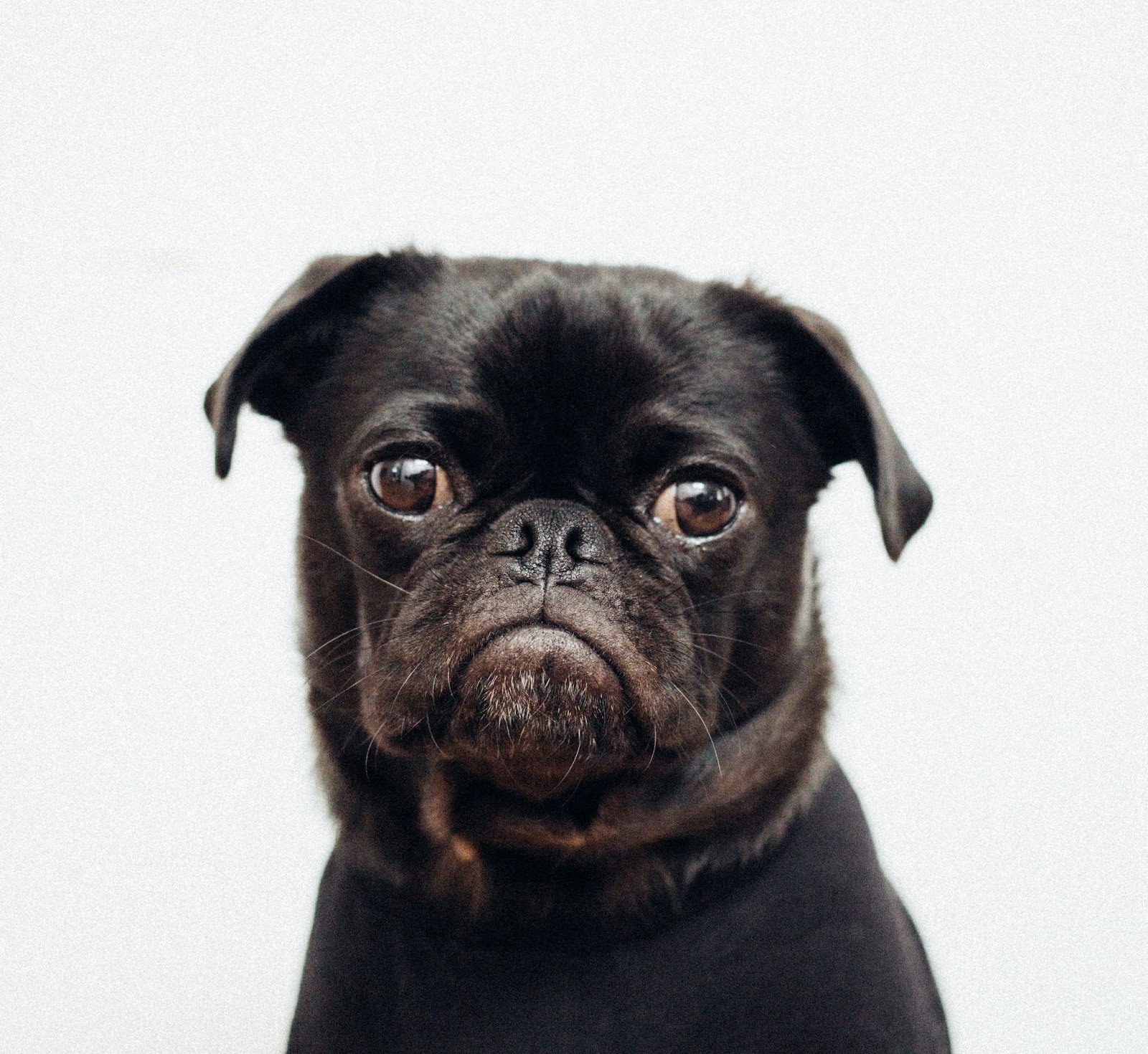 Does Your Dog Eat Poop reasons-why-puppies-eat-poop-and-how-to-stop-it