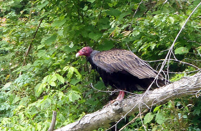 Turkey Vulture Buffalo National River Arkansas