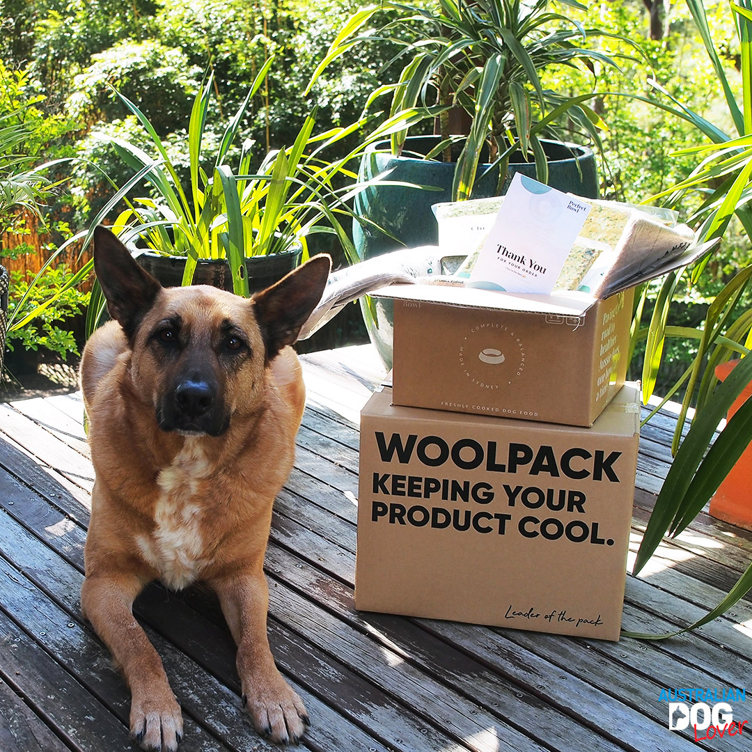 Perfect Bowl Fresh Dog Food Delivered Review Australian Dog Lover