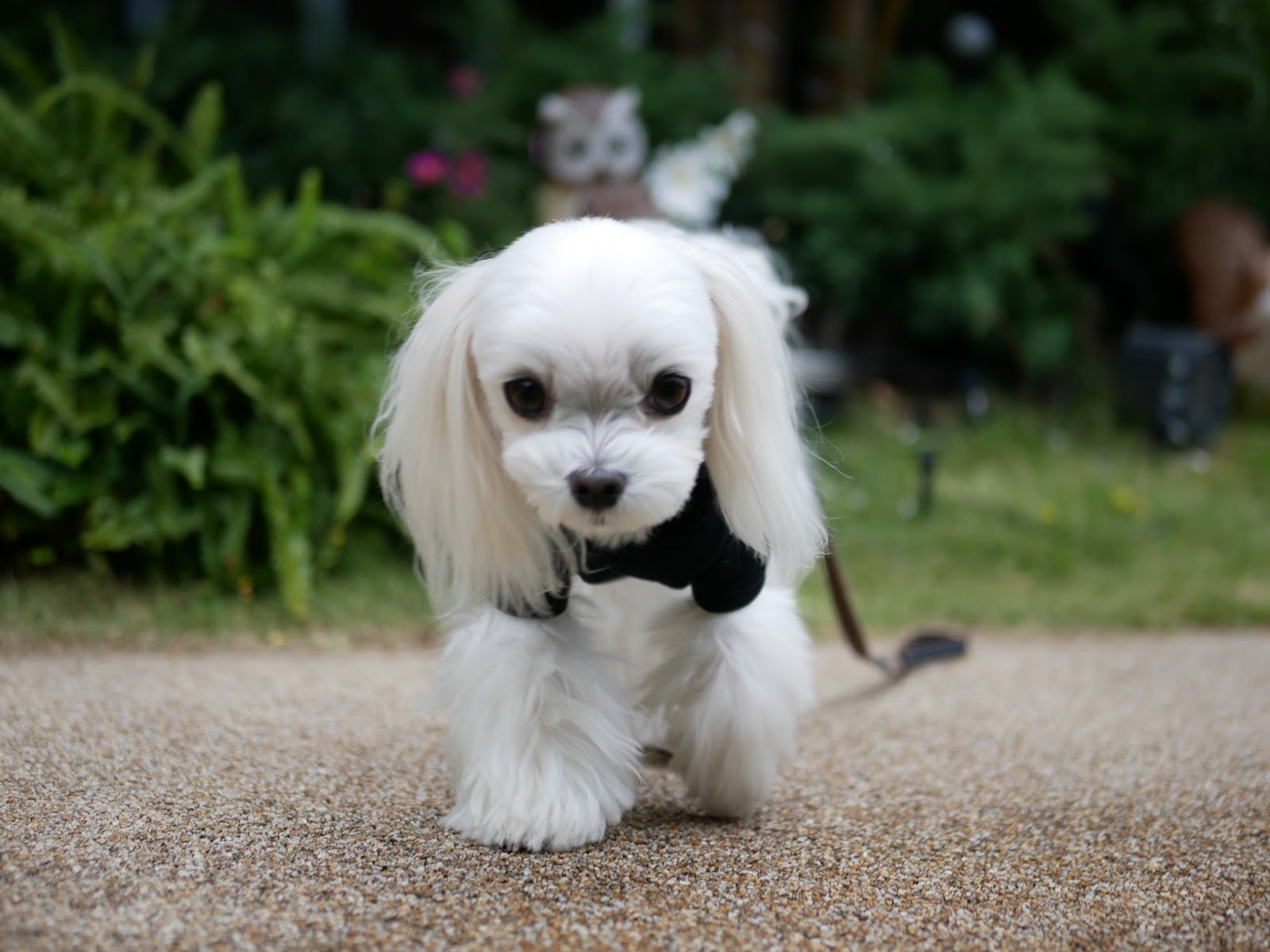 Maltese Toto S Diary 横浜ベイクオーターのサンタの家 フォトスポット