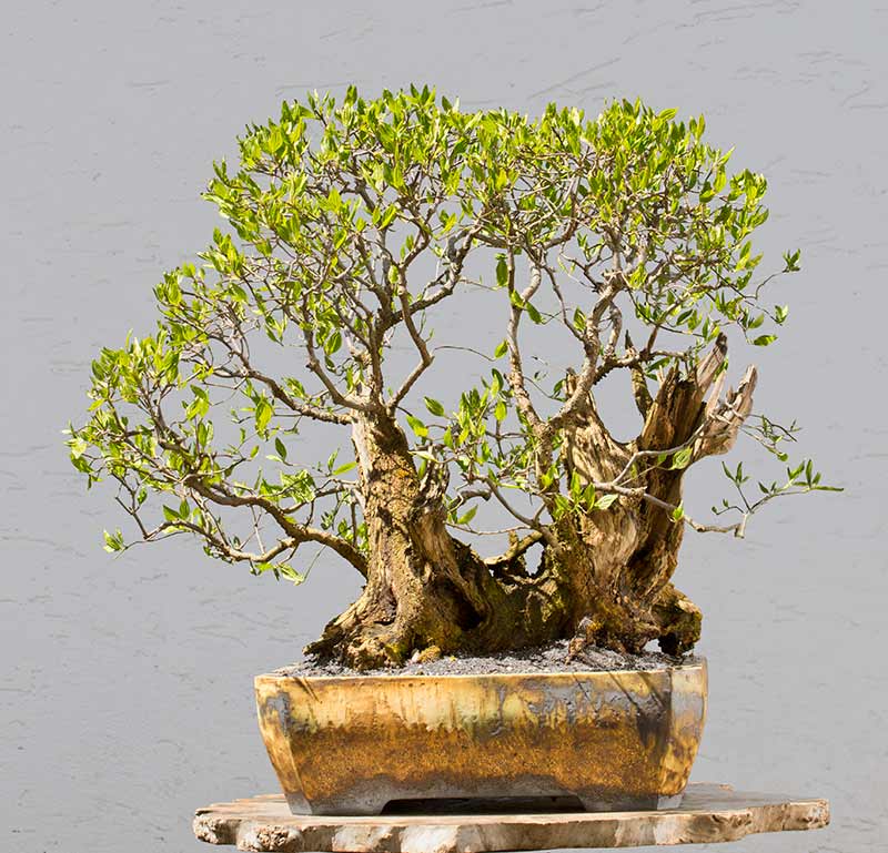 Walter Pall Bonsai Adventures Flowering dogwood 1 new pot