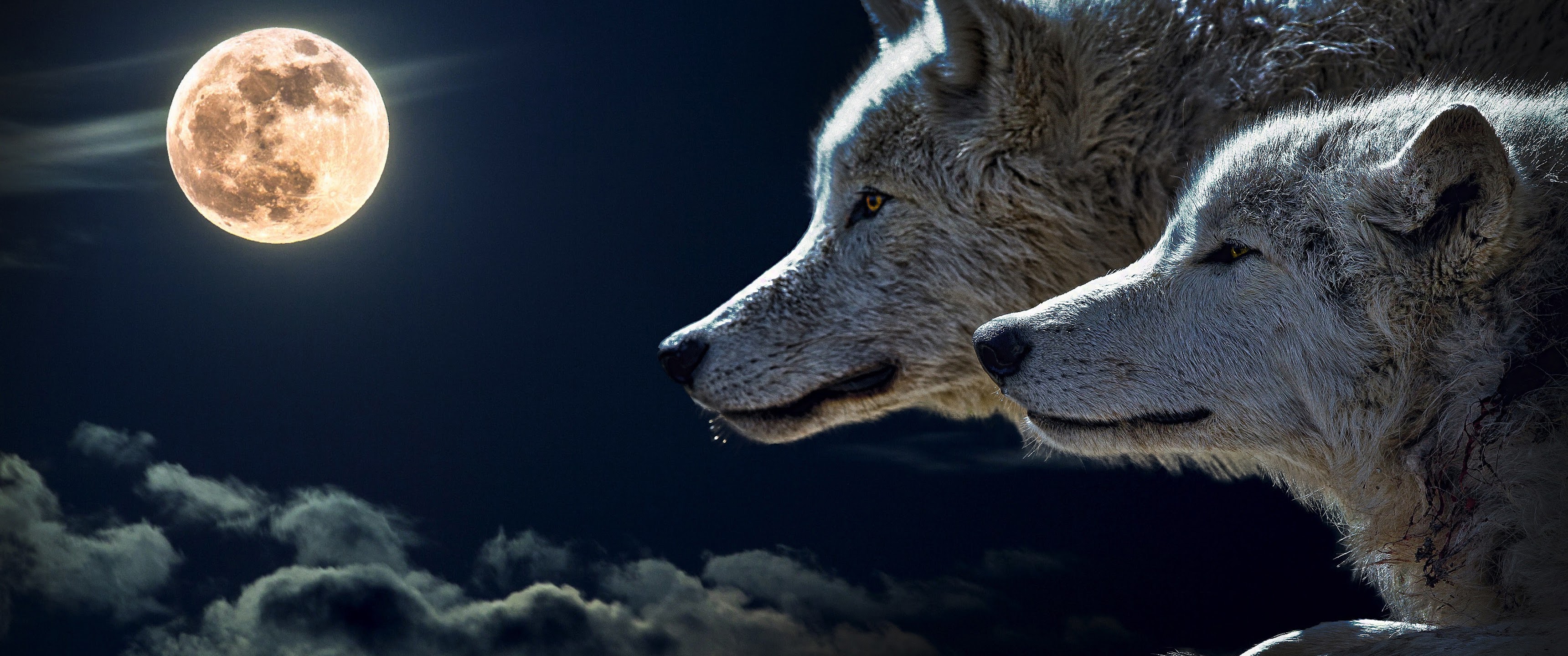 Wolf, 4K, 3840x2160, #14 Wallpaper PC Desktop