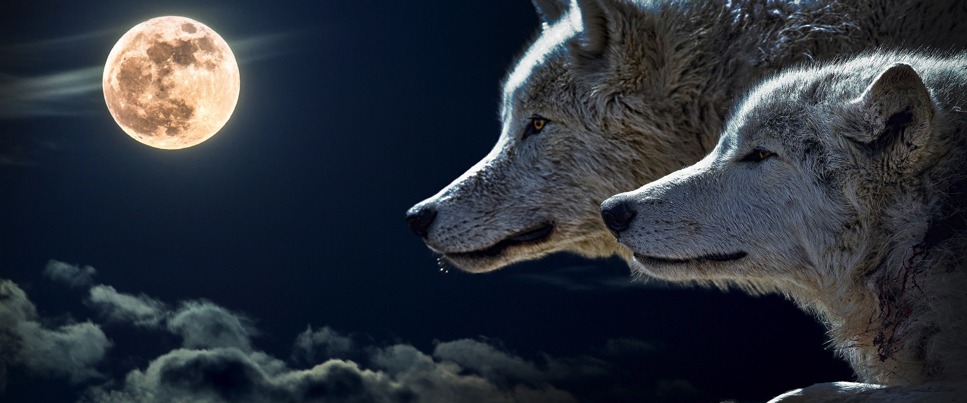 Wolf, 4K, 3840x2160, #14 Wallpaper